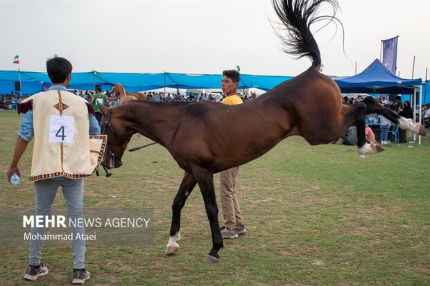 Festival of Turkmen Horse in Golestan province
