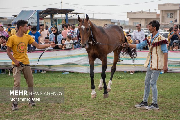 Festival of Turkmen Horse in Golestan province
