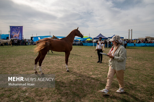 Festival of Turkmen Horse in Golestan province
