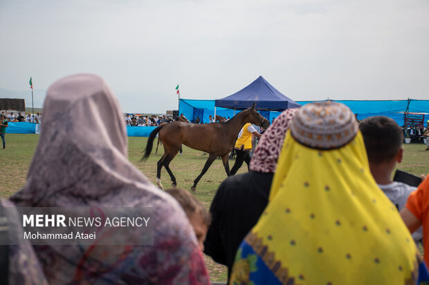 Festival of Turkmen Horse in Golestan province
