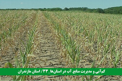کم آبی چالش چهار فصل مازندران/ تنش خشکی در مزارع