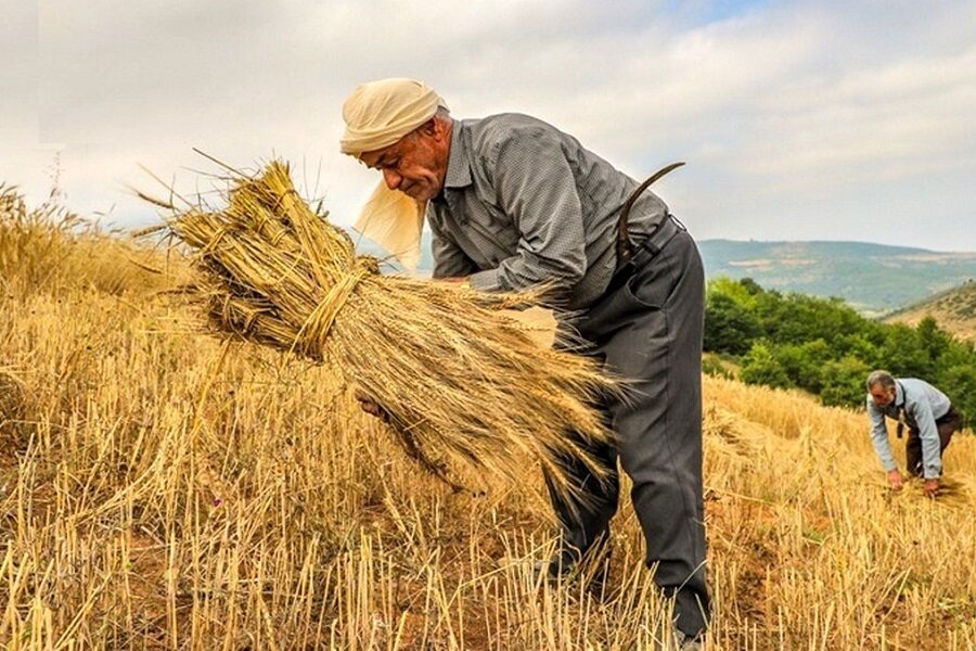 ٢۶ درصد نیروی کار استان زنجان در بخش کشاورزی فعال است