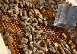 Honey extraction in S Iran