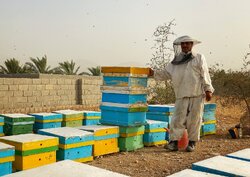 ۵۵۰ تن عسل بهاره در سوادکوه شمالی تولید شد