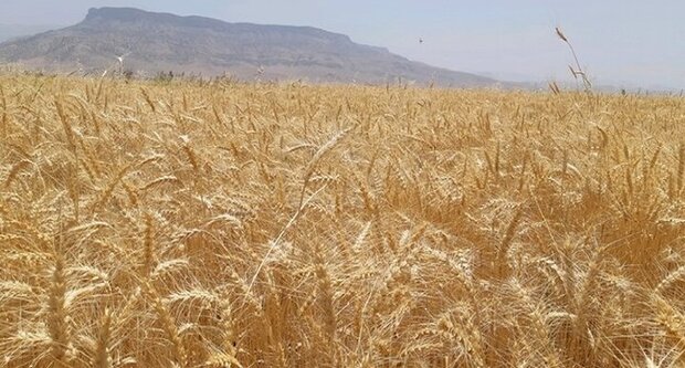 آغاز مبارزه با پوره سن گندم در شهرستان بهار