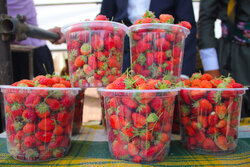 جشنواره توت فرنگی در «شفیع آباد» رامیان برگزار شد