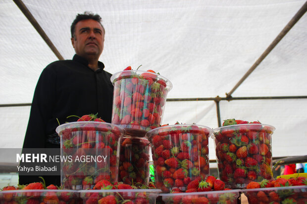 Strawberry festival in Kermanshah
