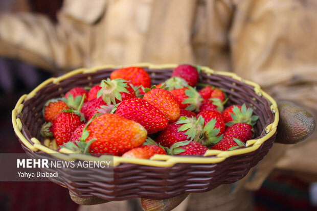 Strawberry festival in Kermanshah
