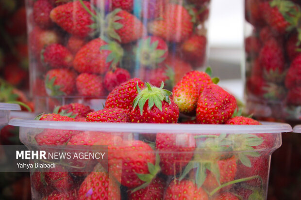 Strawberry festival in Kermanshah
