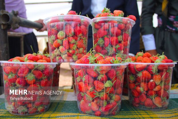 Strawberry festival in Kermanshah
