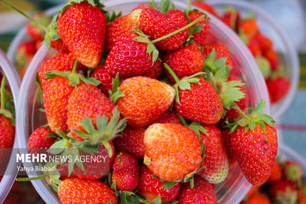 Strawberry festival in Kermanshah
