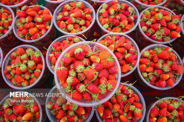 Strawberry festival in Kermanshah
