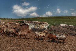 تلف شدن ۱۸ رأس گوسفند در برخورد تریلی با گله در نکا