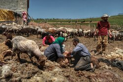 عدم تاثیر خشکسالی‌ها بر تولید میزان گوشت قرمز از سوی عشایر