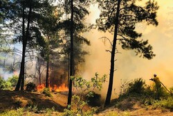 وقوع آتش سوزی در ۳ شهرستان گیلان/ آمادگی دستگاه ها برای بحران احتمالی
