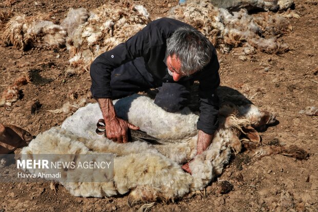 ورینا؛ پشم چینی گوسفندان