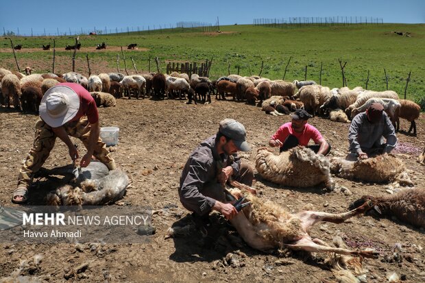 ورینا؛ پشم چینی گوسفندان