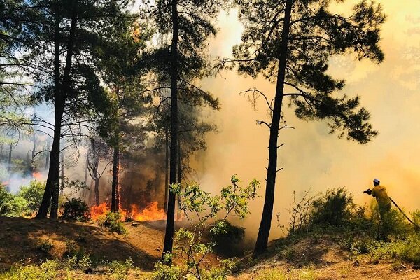 Çanakkale'de orman yangını devam ediyor