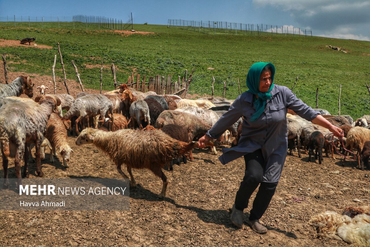 سهم ایران از ۵ میلیون تن واردات خوراک دام همسایگان صفر است