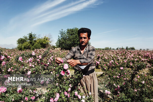 برداشت گلمحمدی از مزارع شهرستان بهار