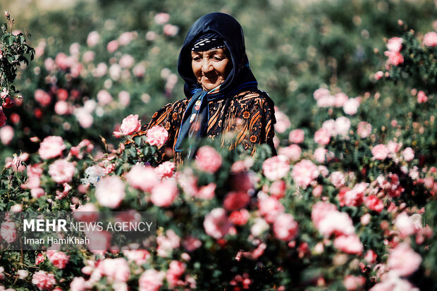 برداشت گلمحمدی از مزارع شهرستان بهار