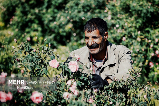 برداشت گلمحمدی از مزارع شهرستان بهار