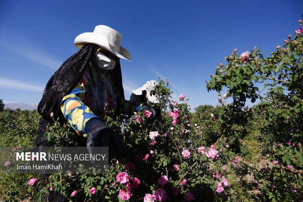  ۴۲۰۰ صندوق برای زنان روستایی و عشایری در کشور ایجاد شد