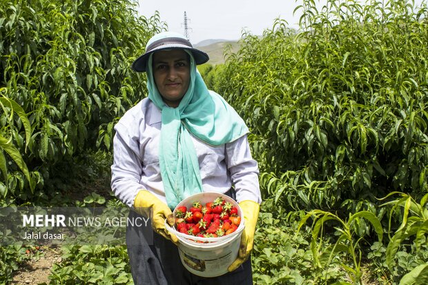 برداشت توت فرنگی از مزارع کردستان