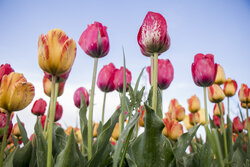 Tulip farm in NW Iran