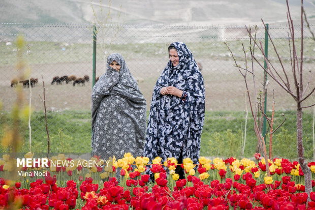 تماشای مزرعه لاله در روستای اسپره خون  تبریز