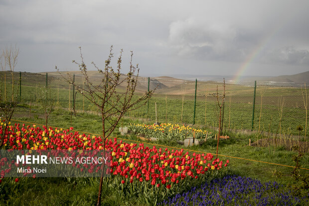 تماشای مزرعه لاله در روستای اسپره خون  تبریز