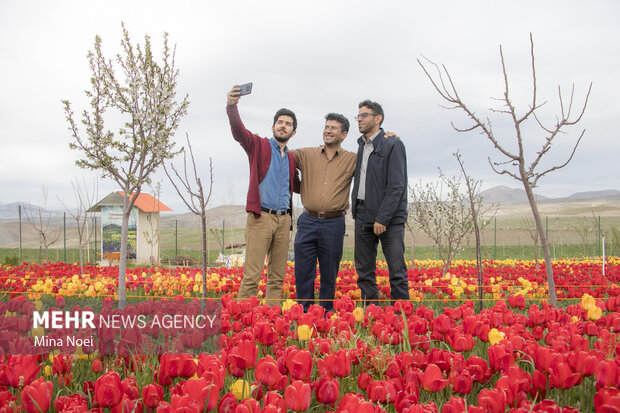 تماشای مزرعه لاله در روستای اسپره خون  تبریز