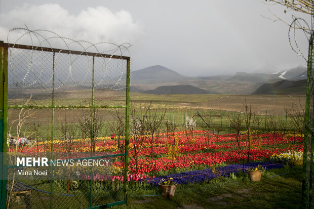 تماشای مزرعه لاله در روستای اسپره خون  تبریز