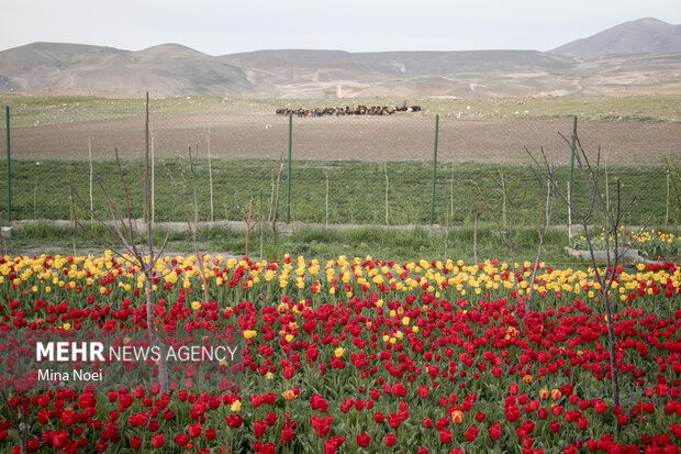 تماشای مزرعه لاله در روستای اسپره خون  تبریز