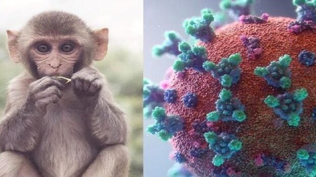 آمادگی نسبی استان مرکزی برای مقابله با ویروس آبله میمون
