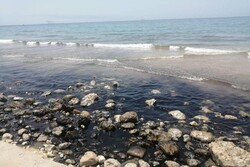 منشا آلودگی نفتی ساحل سیراف در حال بررسی است