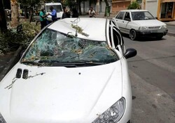 وزش شدید  باد در شیراز ۲ مصدوم  و یک کشته برجا گذاشت