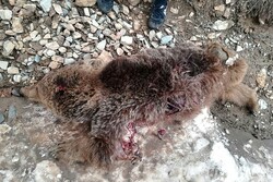 کشتار دو قلاده خرس در تکاب/قاتل در کمتر از ۱۰ ساعت دستگیر شد