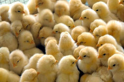 ٧ اقدام دولت برای حمایت از مرغداران/ درخواست از تولیدکنندگان برای تداوم جوجه‌ریزی