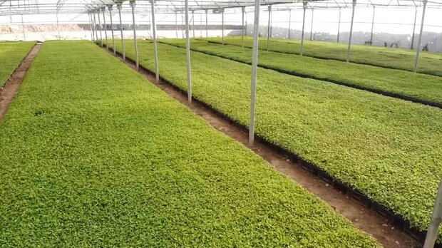 پیشبینی 24 هزار میلیارد تومان تسهیلات برای اجرای کشت قراردادی