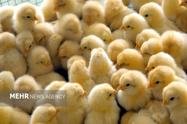 افزایش جوجه ریزی و کاهش قیمت مرغ در کردستان