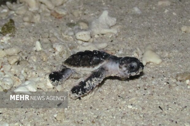  ۳۴۲ قطعه بچه‌ لاکپشت در نایبند عسلویه به دریا رهاسازی شد
