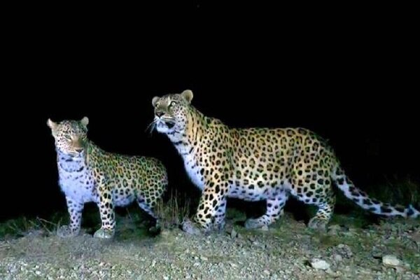 Two Persian leopards spotted in Ardabil 