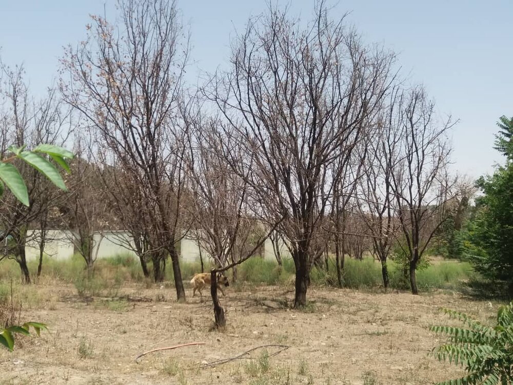 شکوه از دست رفته باغ و عمارت شوکت آباد بیرجند