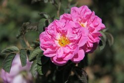 Damask rose harvest in Chaharmahal and Bakhtiari