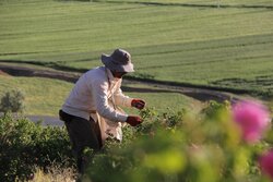 برگزاری جشنواره گل محمدی در بردسیر/ صادرات ادامه دارد