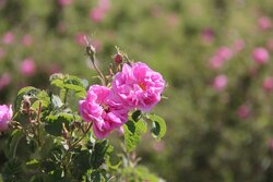 خلخال قطب تولید گل محمدی در استان اردبیل می‌شود