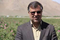 سرمازدگی علت کاهش ۳۵ درصدی تولید میوه های تابستانه در چهارمحال و بختیاری