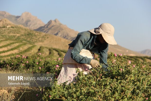 برداشت گل محمدی از مزارع چهارمحال و بختیاری