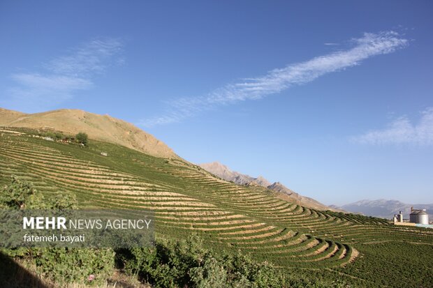 برداشت گل محمدی از مزارع چهارمحال و بختیاری